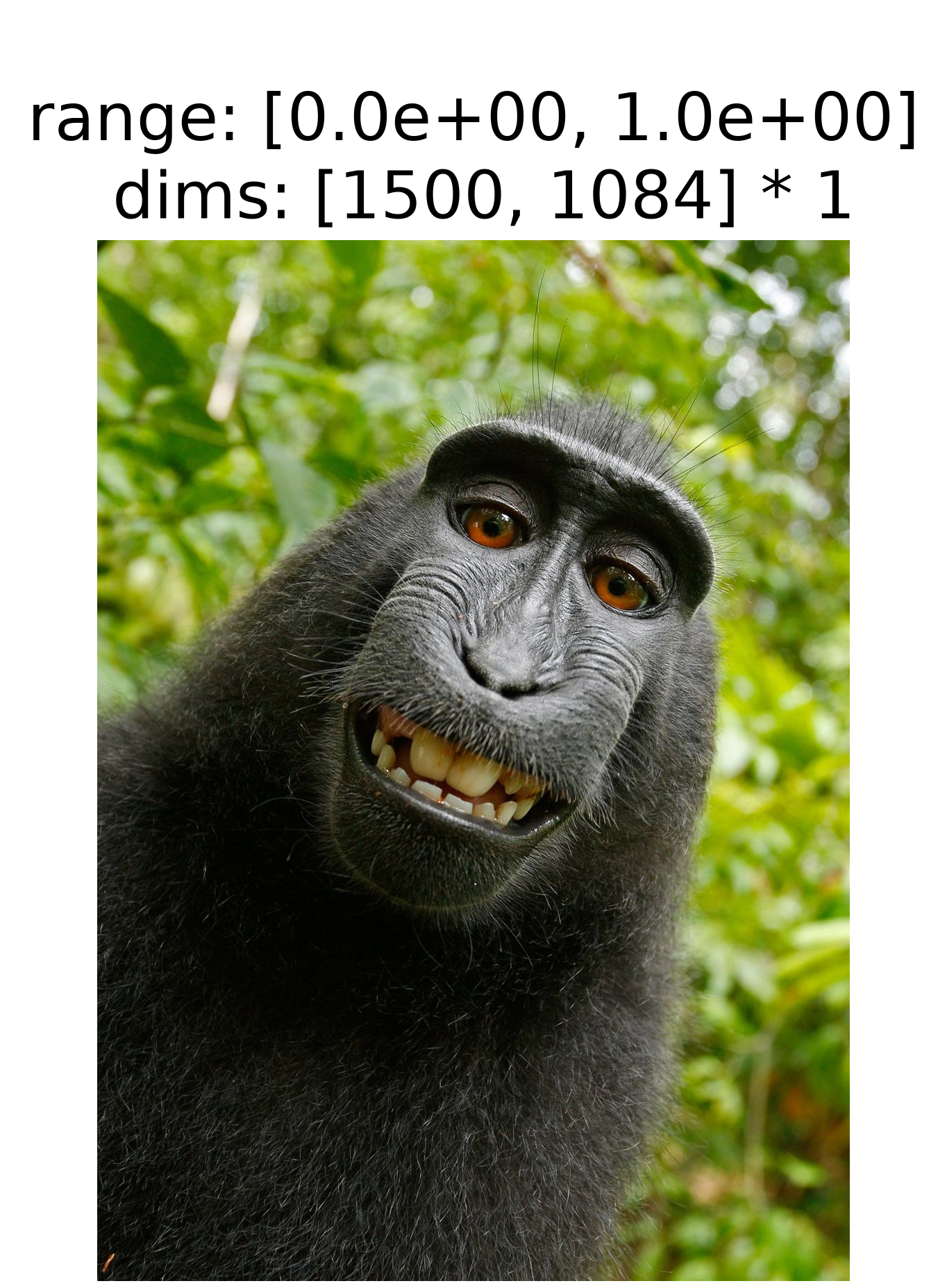 ../../_images/plenoptic-data-macaque-1.png