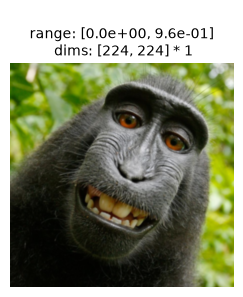 ../../_images/plenoptic-data-macaque-2.png